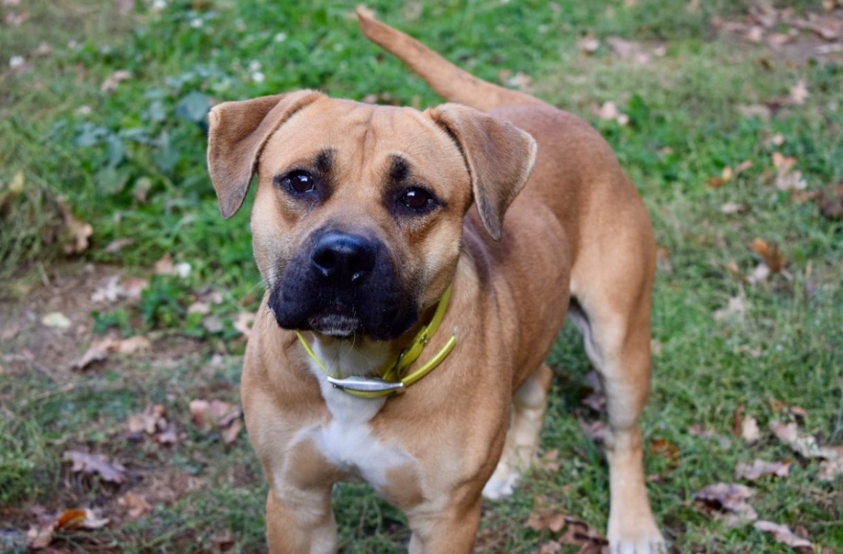 Douguy - Chien à adopter - photo 3