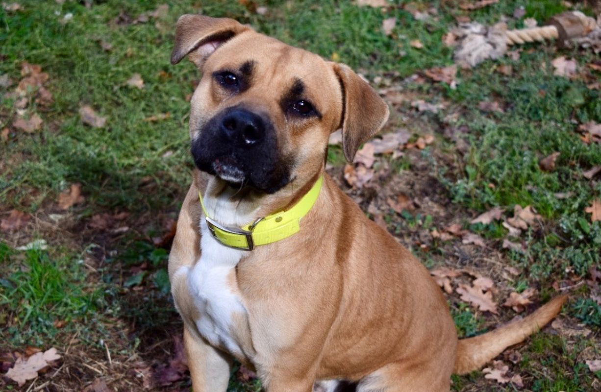 Douguy - Chien à adopter - photo 4