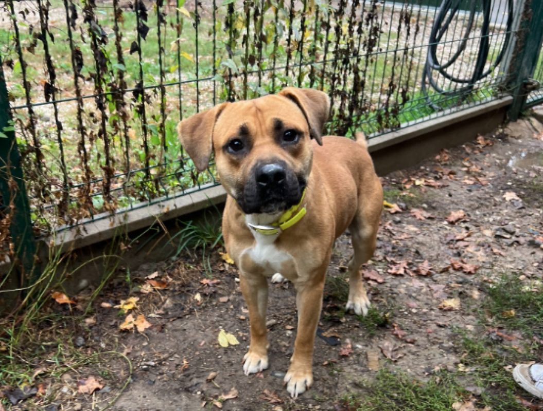 Douguy - Chien à adopter - photo 5