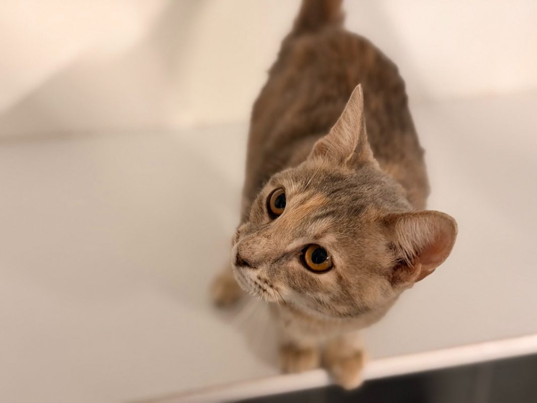 Juliette - Chat Européen à adopter