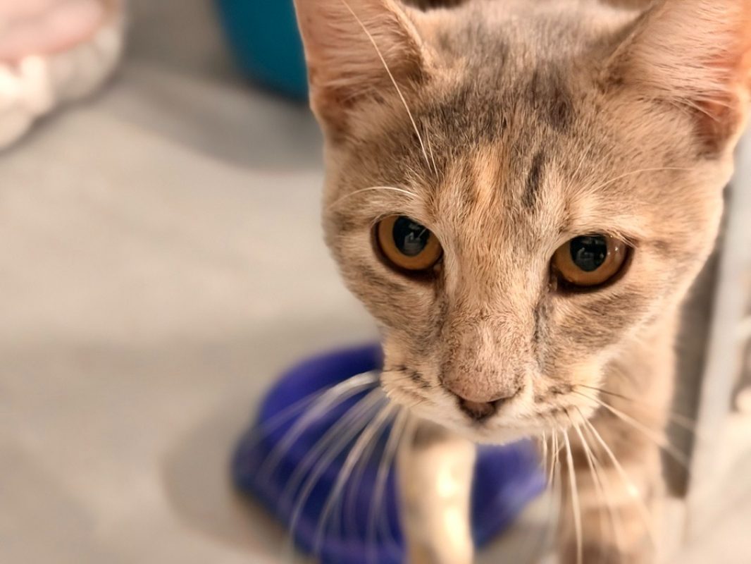 Juliette - Chat Européen à adopter - photo 3