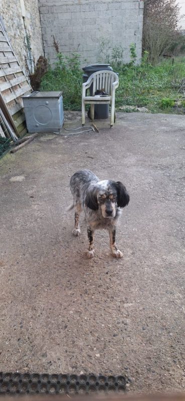 Tina - Chien Setter Anglais à adopter - photo 5