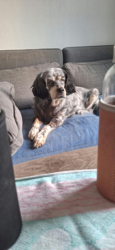 Tina - Chien Setter Anglais à adopter - photo 4