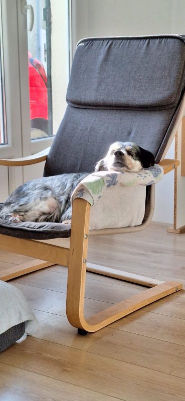 Tina - Chien Setter Anglais à adopter