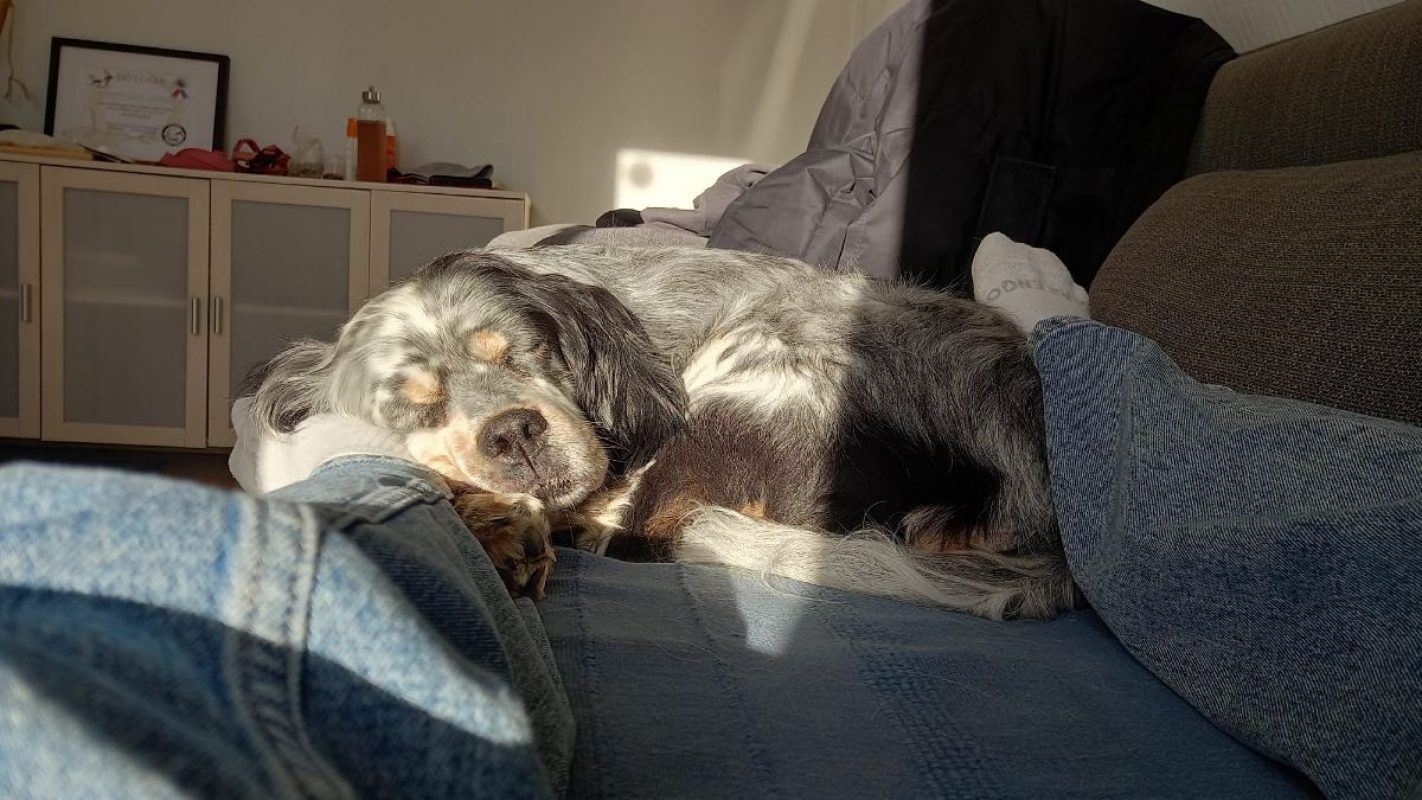 Tina - Chien Setter Anglais à adopter - photo 3