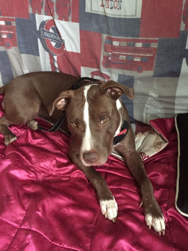 Sakura - Chien à adopter - photo 2