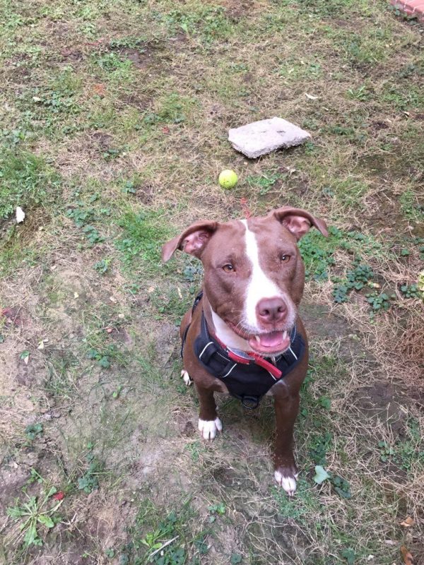Sakura - Chien à adopter - photo 3