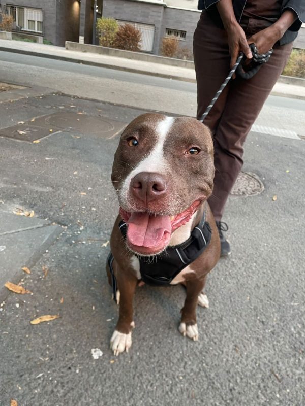 Sakura - Chien à adopter