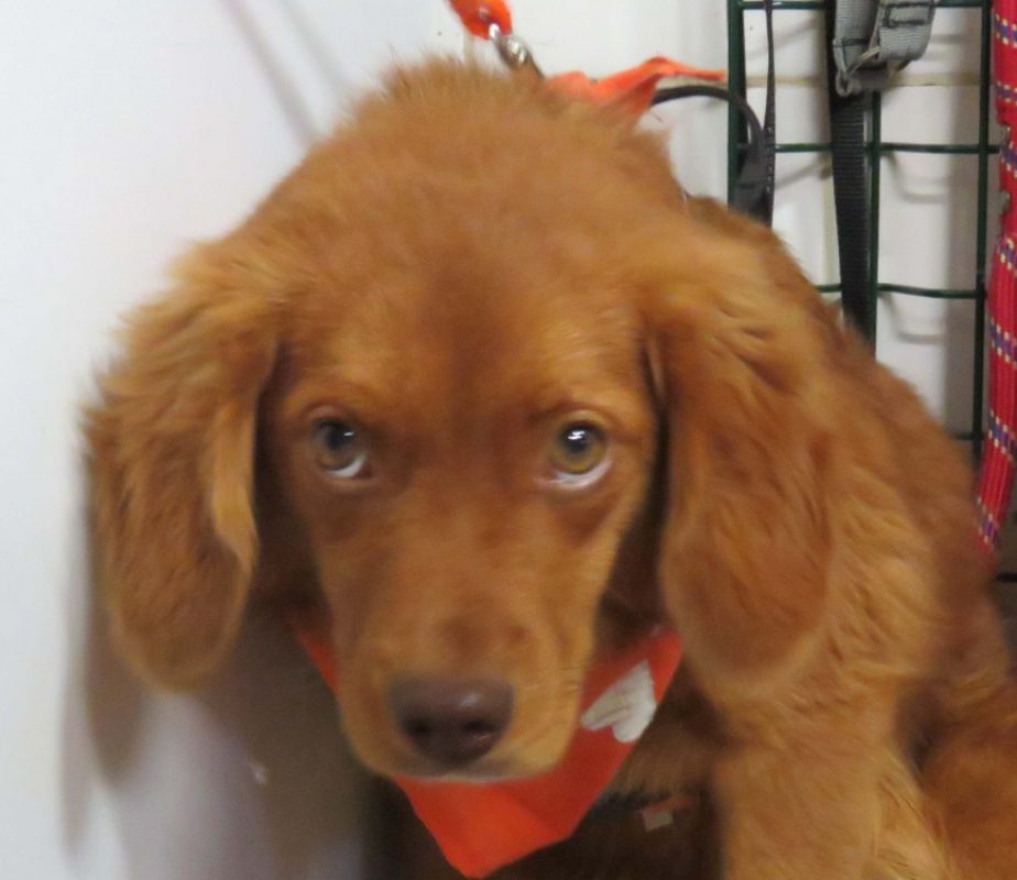 Bilbo - Chien à adopter