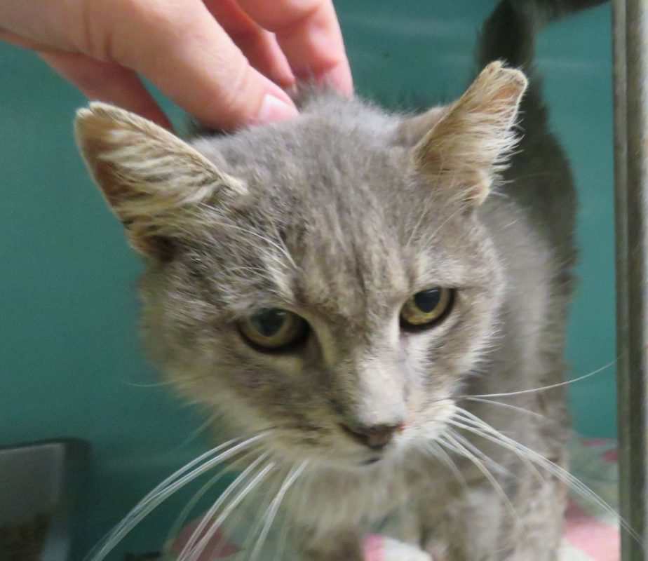 Gribouille - Chat Européen à adopter