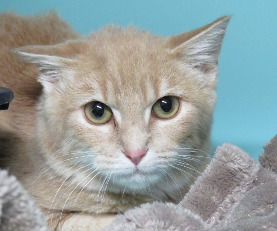 Rox - Chat Européen à adopter