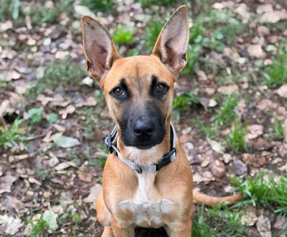 Athena - Chien Berger Belge Malinois à adopter