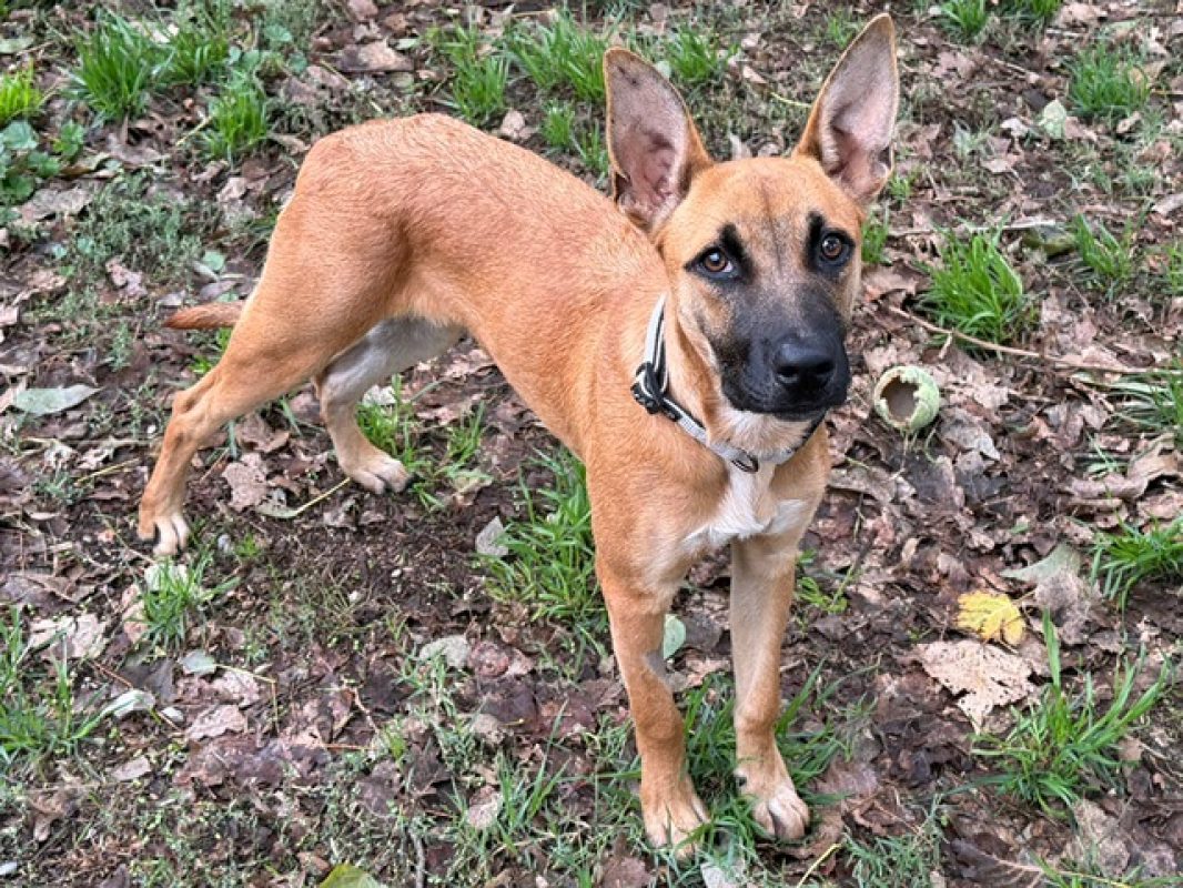 Athena - Chien Berger Belge Malinois à adopter - photo 2