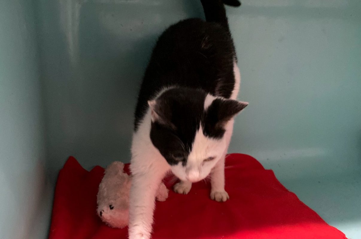 Perle - Chat Européen à adopter