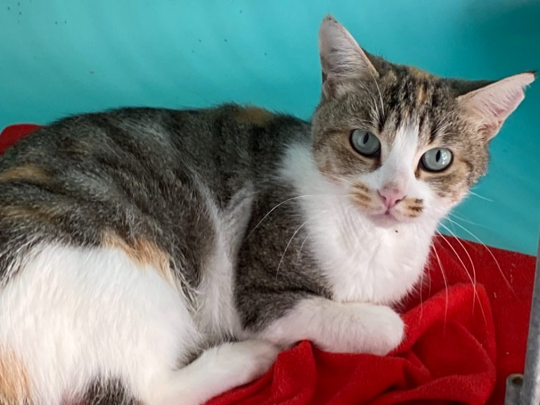 Lilas - Chat Européen à adopter