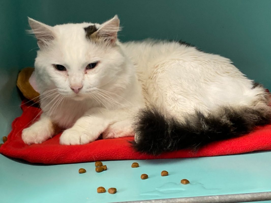 Donald - Chat Européen à adopter
