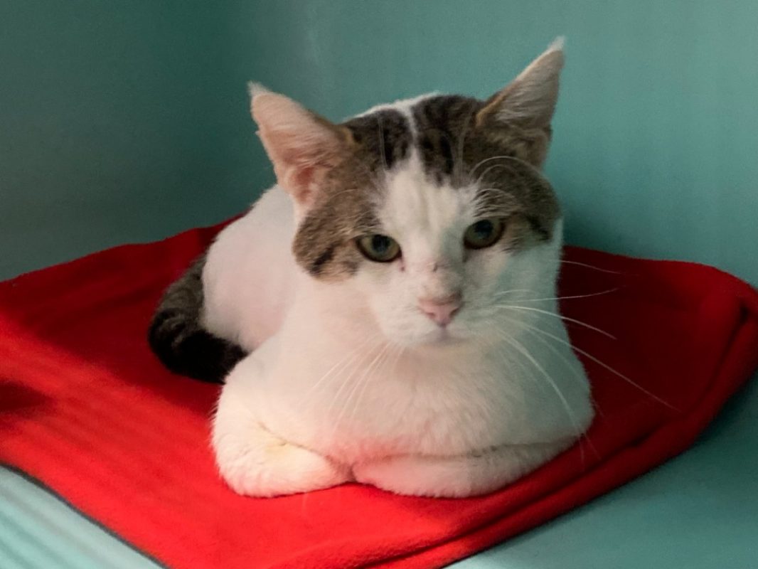 Jean luc - Chat Européen à adopter