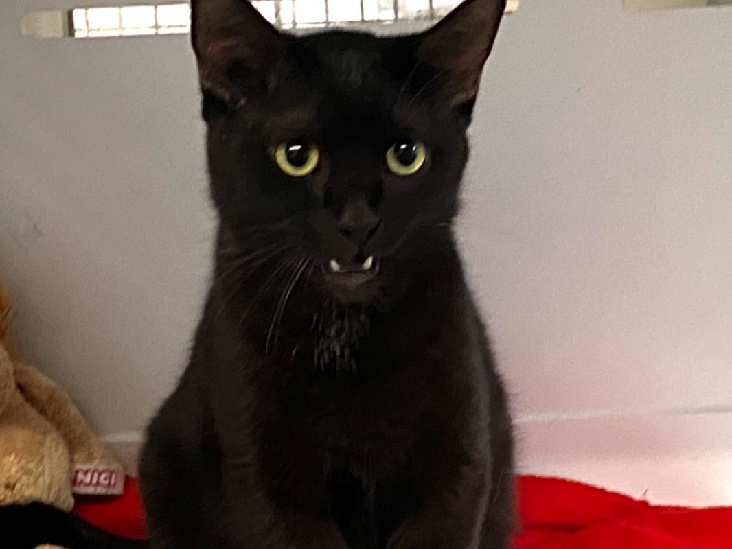 Philippe - Chat Européen à adopter