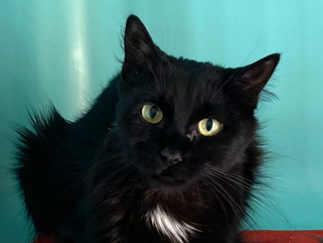 Alice - Chat Européen à adopter