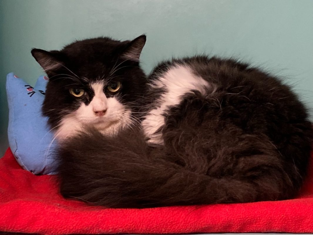 Poutine - Chat Européen à adopter