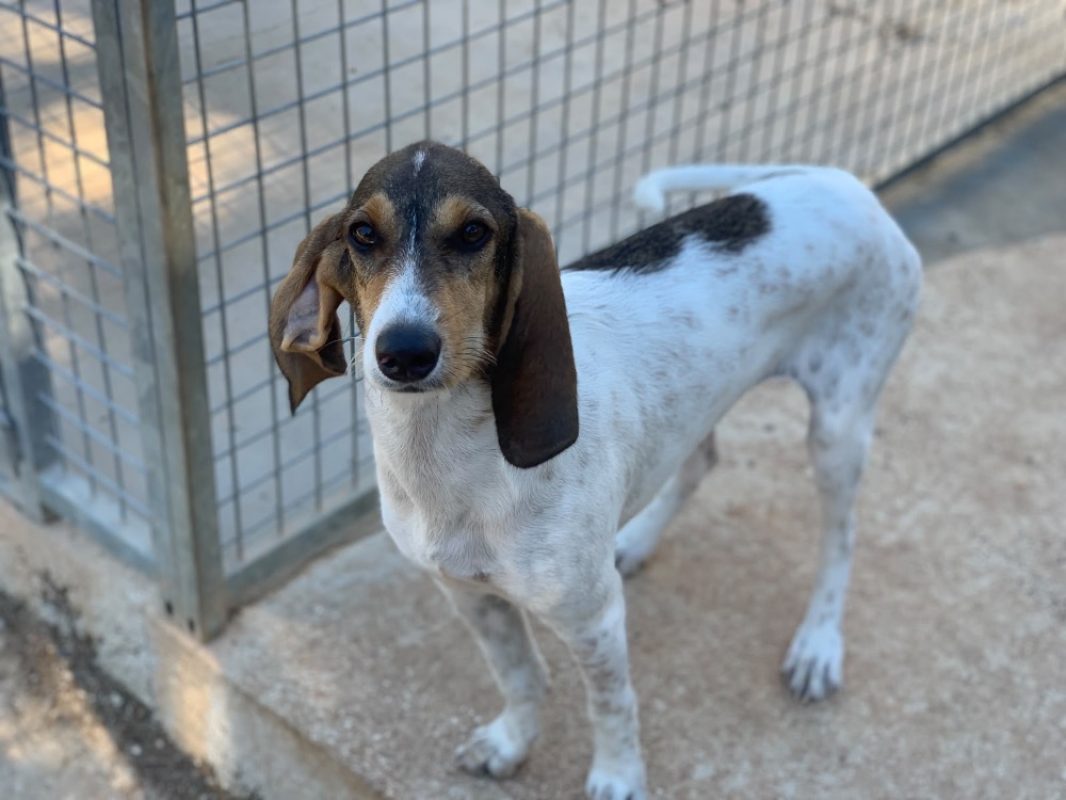 Ficelle - Chien Chien Courant à adopter