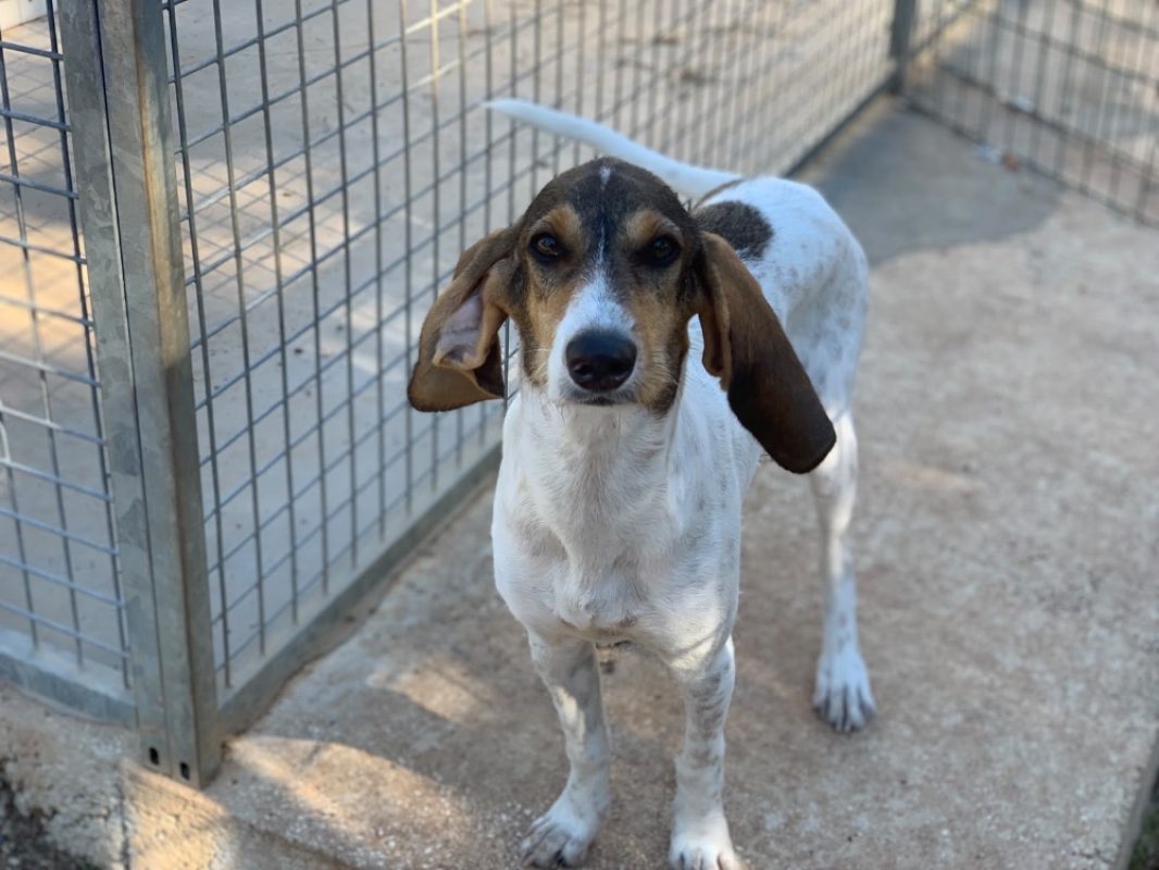 Ficelle - Chien Chien Courant à adopter - photo 2