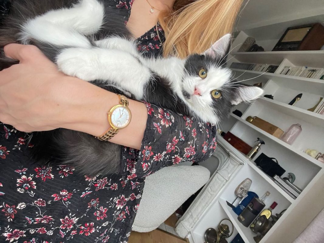 Berlioz - Chat à adopter