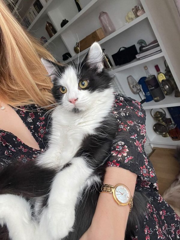 Berlioz - Chat à adopter - photo 2