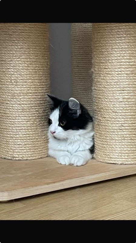 Berlioz - Chat à adopter - photo 4