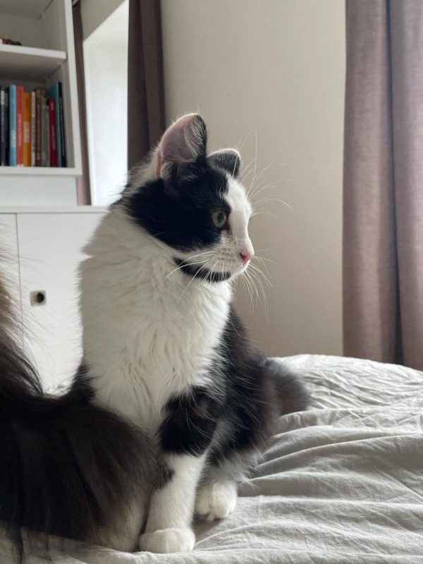 Berlioz - Chat à adopter - photo 3
