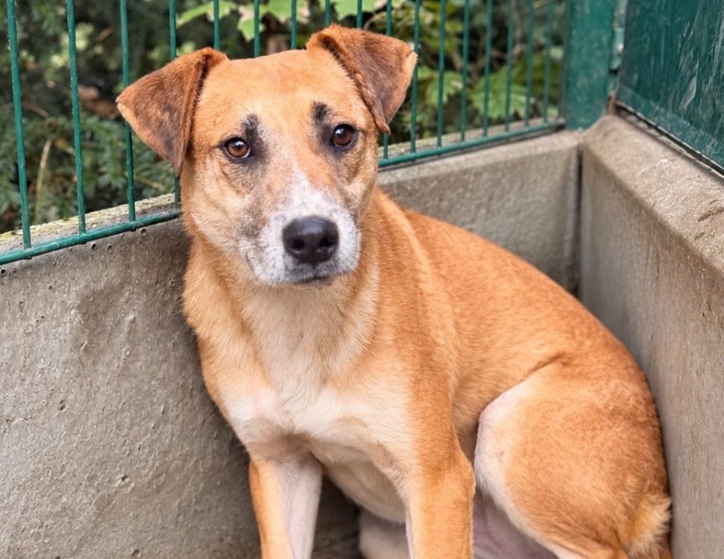 Athos - Chien Berger à adopter