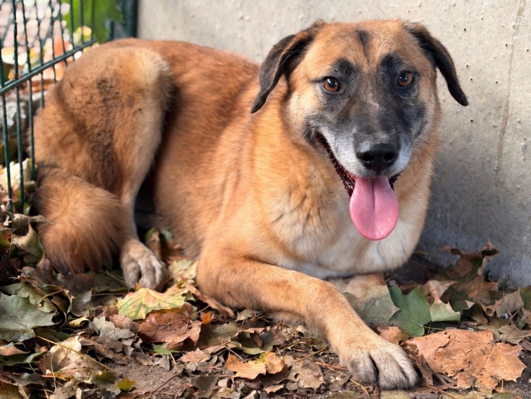 Lord - Chien Berger à adopter