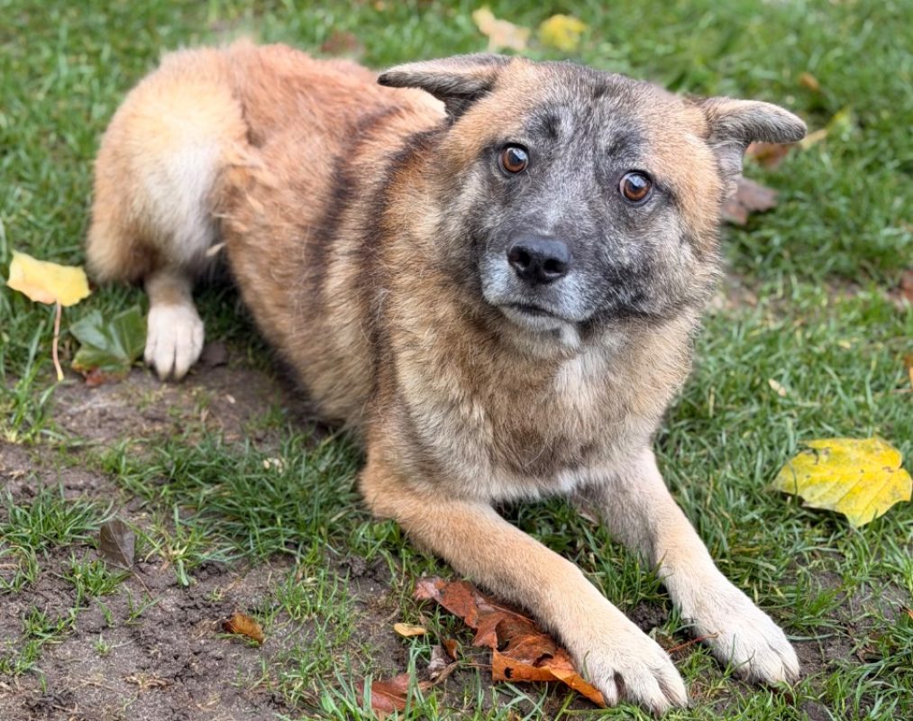 Cody - Chien Berger à adopter
