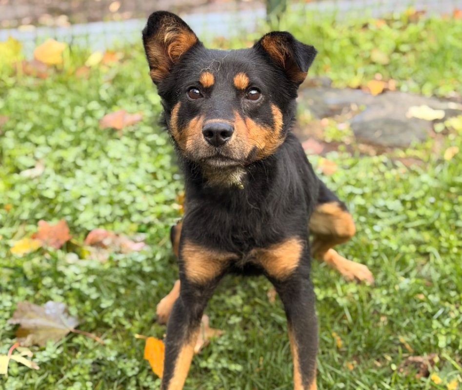 Nero - Chien Berger à adopter