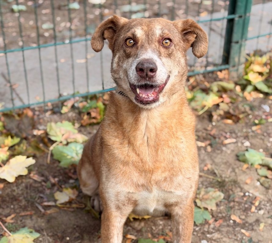 Amanda - Chien Berger à adopter