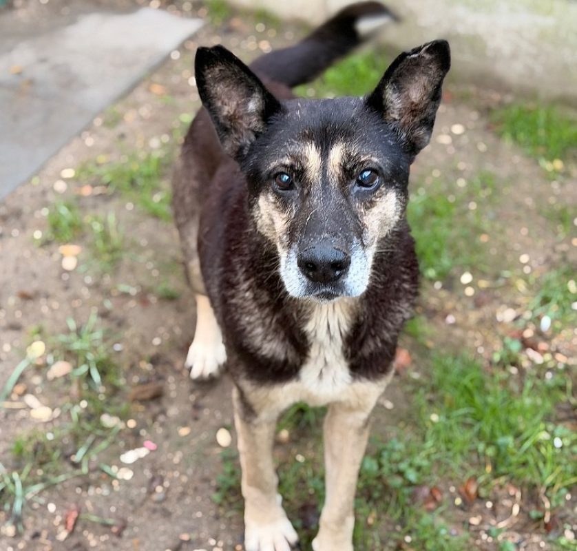 Chester - Chien Berger à adopter