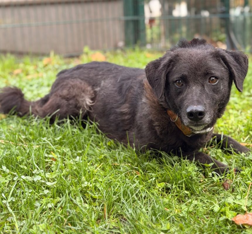 Nugget - Chien Berger à adopter