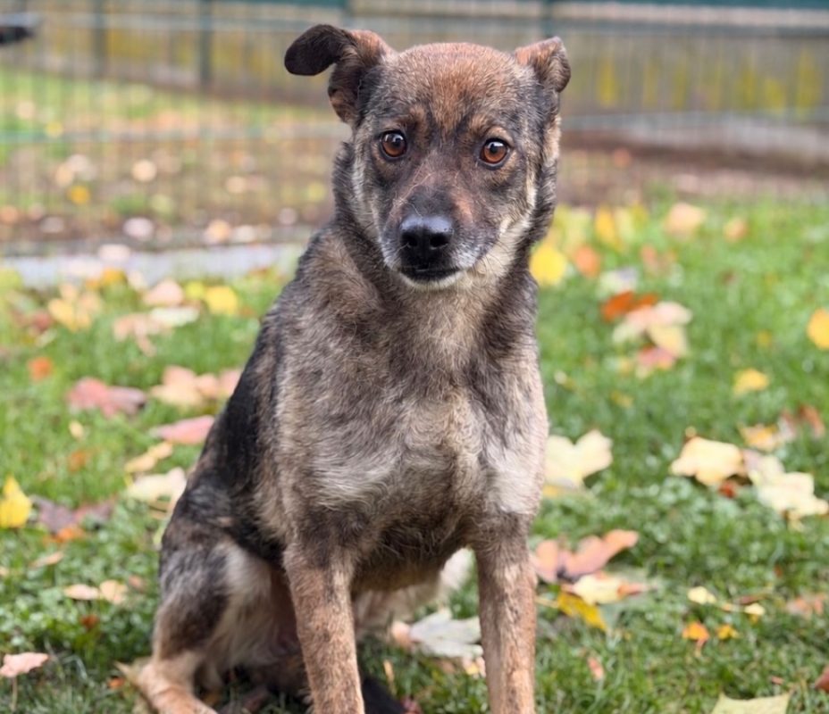 Gavroche - Chien Berger à adopter