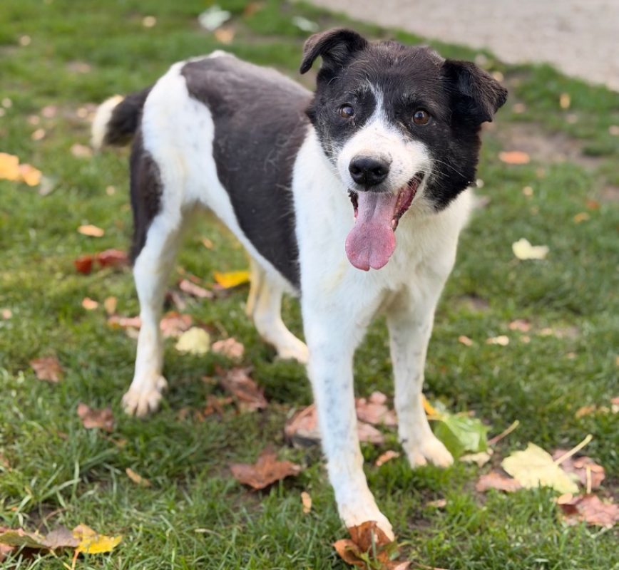 Andye - Chien Berger à adopter