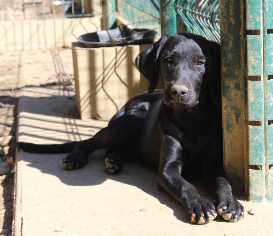 Ebony - Chien à adopter