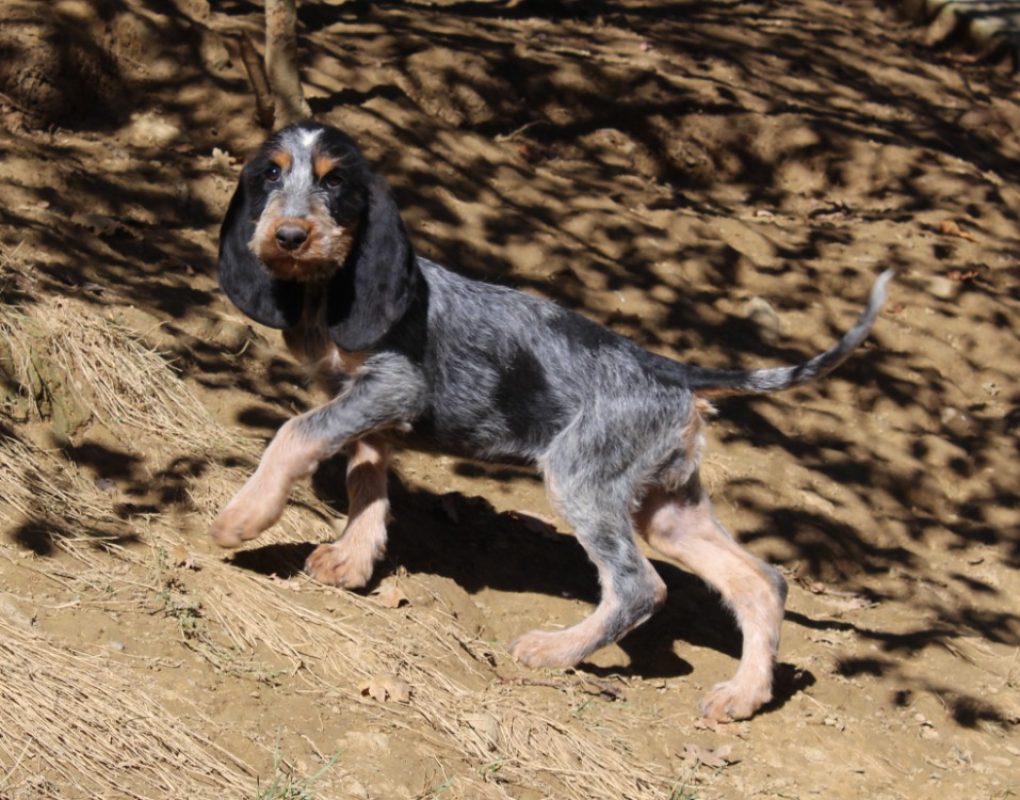 Benita - Chien Basset Bleu de Gascogne à adopter