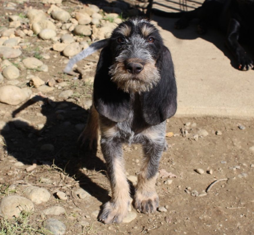 Basile - Chien Basset Bleu de Gascogne à adopter