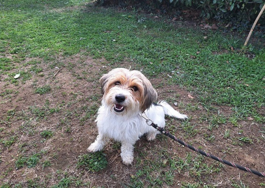 Xena - Chien à adopter