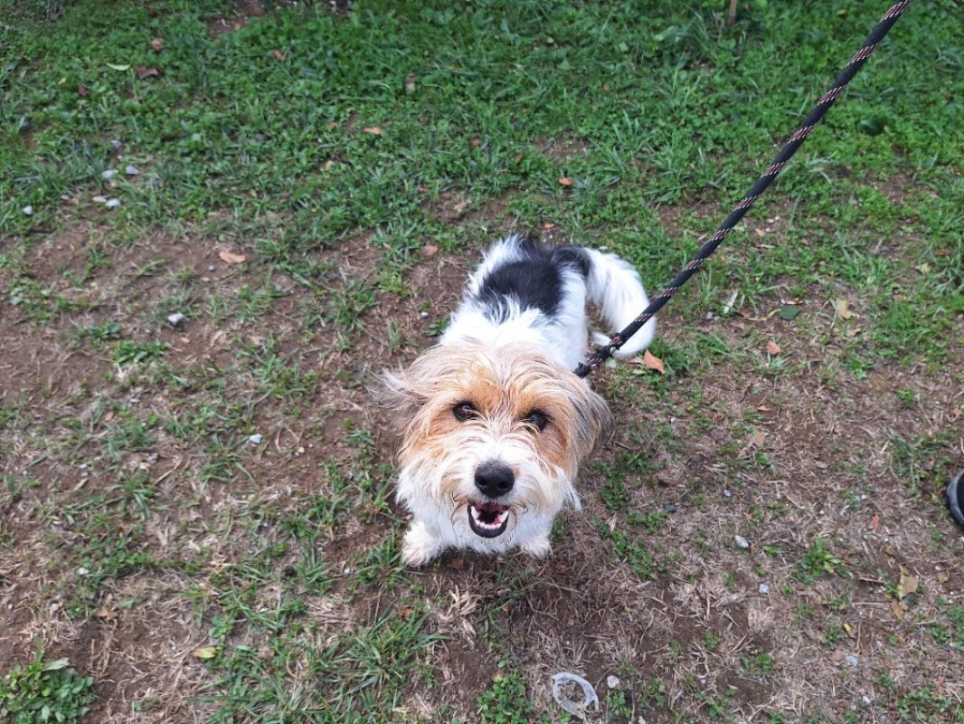Xena - Chien à adopter - photo 2