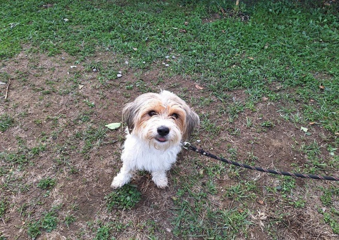 Xena - Chien à adopter - photo 3