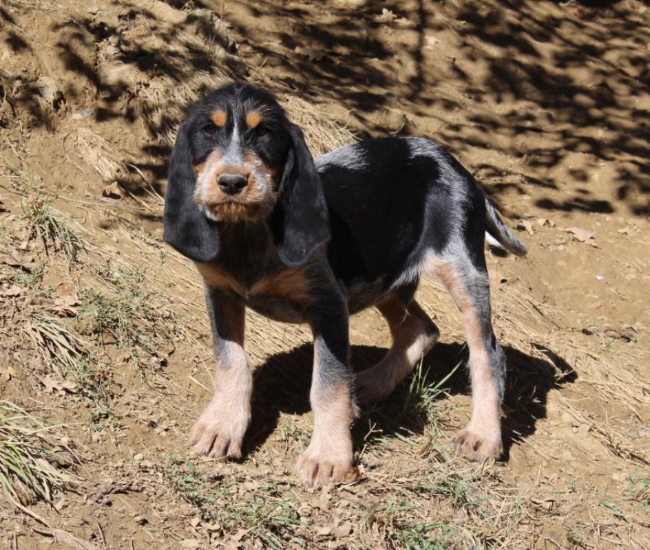 Balto - Chien Basset Bleu de Gascogne à adopter
