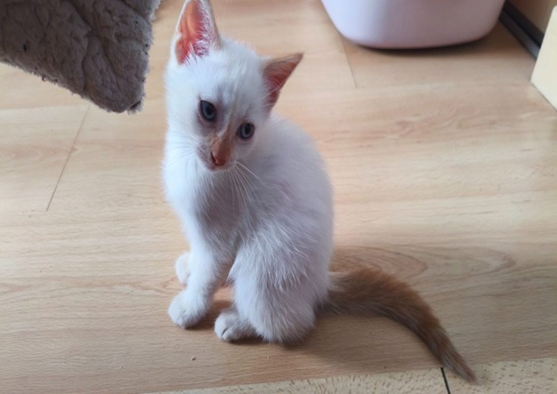 Bluey - Chat Européen à adopter