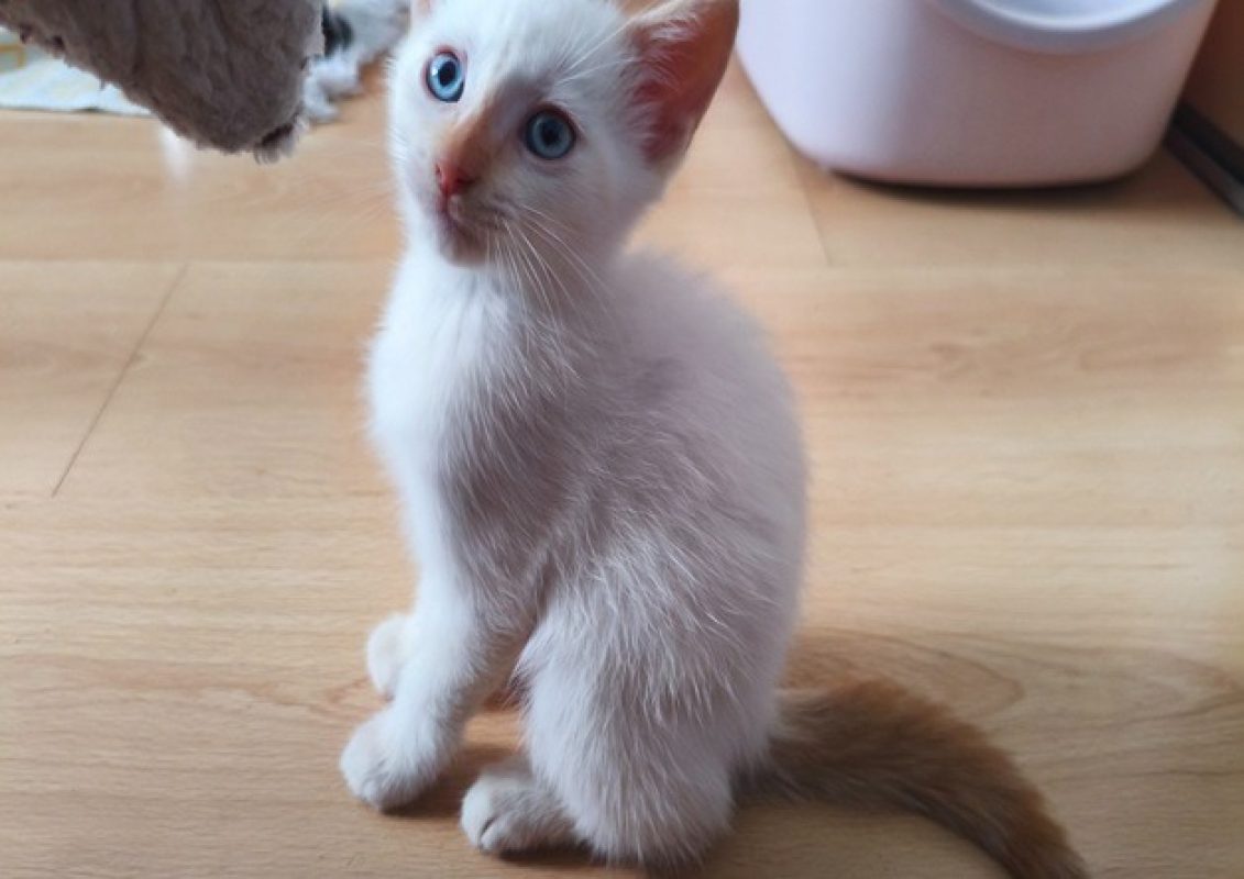 Bluey - Chat Européen à adopter - photo 2
