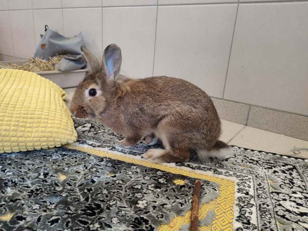 Louise - Rongeur Lapin à adopter