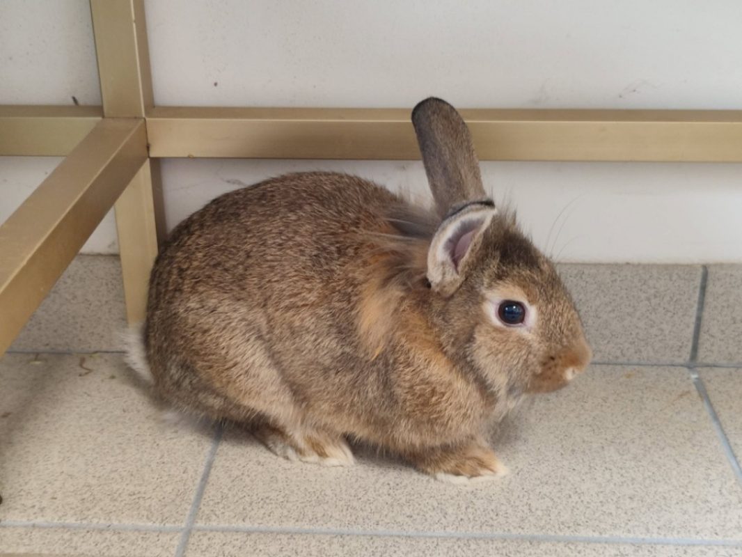 Louise - Rongeur Lapin à adopter - photo 2